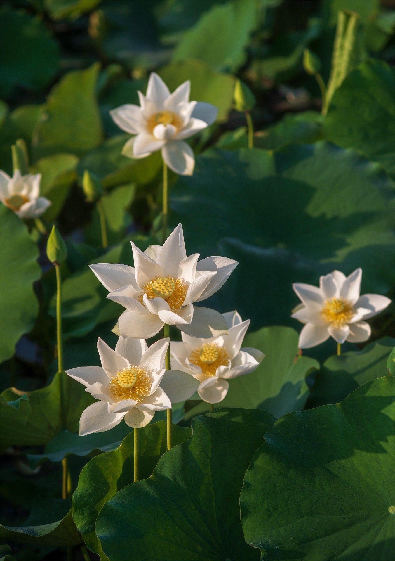 Herbal Steam Therapy